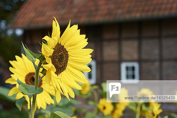 Sonnenblumen  Helianthus Annuus  vor einem traditionellen westfälischen Bauernhaus