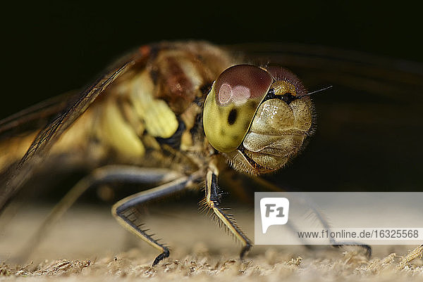 Portrait of Common darter, Sympetrum striolatum