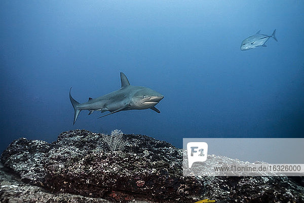 Costa Rica  Galapagos shark  Carcharhinus galapagensis and fish