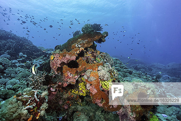 Indonesien  Bali  Nusa Lembongan  Korallenriff und tropische Fische