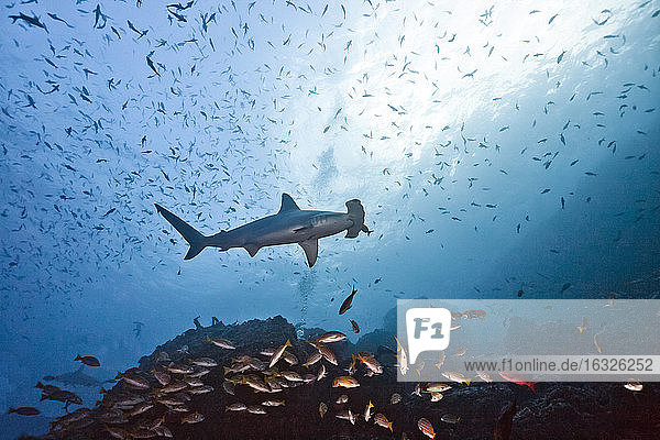 Costa Rica  Cocos Island  Kammgarn-Hammerhai und Schule von Gelbschwanzschnappern