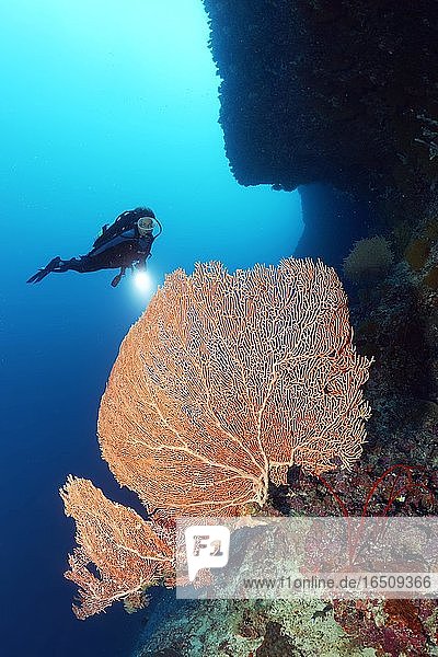 Taucher mit Taucherlampe an Korallenriff-Steilwand betrachtet Gorgonie (Annella mollis) Andamanen See  Nationalpark Mu Ko Similan  Similan Inseln  Provinz Phang Nga  Thailand  Asien