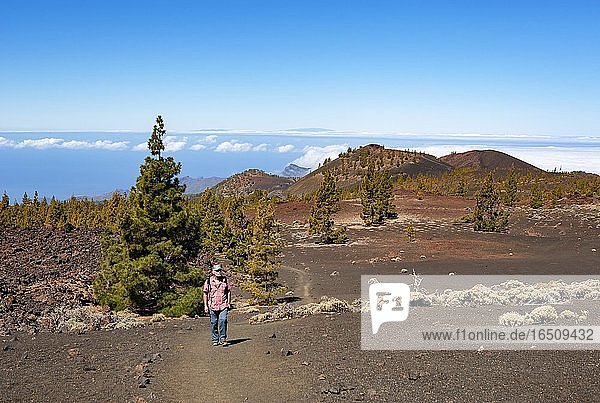Hiker in the Teide National Park  Canary Island pines (Pinus canariensis) in volcanic landscape  Teide National Park  Tenerife  Canary Islands  Spain  Europe