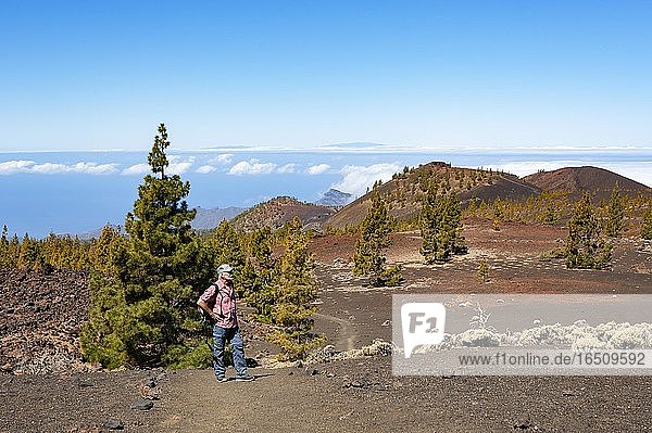 Hiker in the Teide National Park  Canary Island pines (Pinus canariensis) in volcanic landscape  Teide National Park  Tenerife  Canary Islands  Spain  Europe