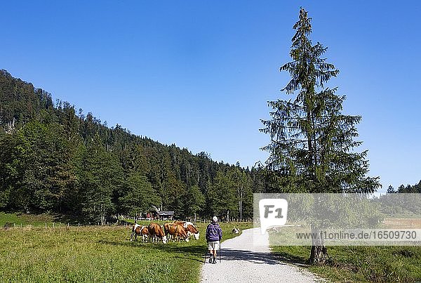 Wanderweg vom Schwarzensee zur Moosalm mit Kuhherde auf der Alm  Gemeinde St.Wolfgang  Salzkammergut  Oberösterreich  Österreich  Europa