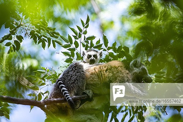 Ringschwanzlemuren-Baby (Lemur catta)  Anja Community Reserve  Region Haute Matsiatra  Madagaskar