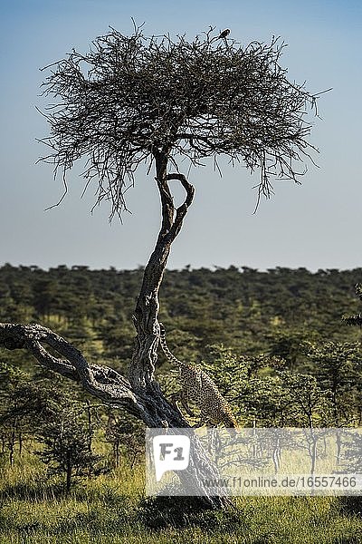 Gepard (Acinonyx jubatus) auf der El Karama Ranch  Bezirk Laikipia  Kenia