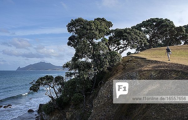 Man walking cliffs at Taiharuru near Parua Bay and Whangarei  North Island  New Zealand