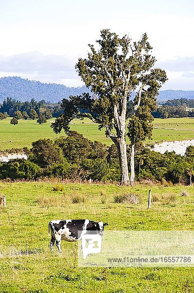 Westland an der Westküste ist die Heimat einiger der atemberaubendsten Landschaften und Naturschönheiten  die Neuseeland zu bieten hat.