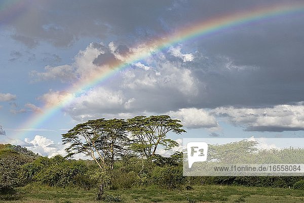 Regenbogen über Akazienbäumen auf der El Karama Ranch  Laikipia County  Kenia
