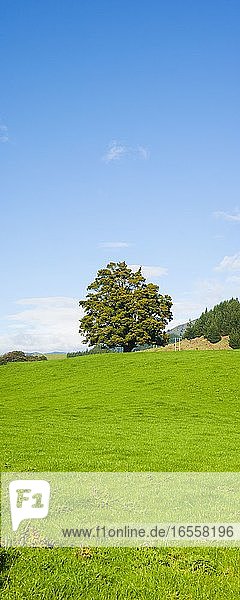 Panoramafoto eines einsamen Baumes in einem Feld im Abel Tasman National Park  Südinsel  Neuseeland. Dieses Panoramafoto zeigt einen einzelnen einsamen Baum auf einem Hügel in der Mitte eines Feldes im Abel Tasman National Park  Südinsel  Neuseeland.