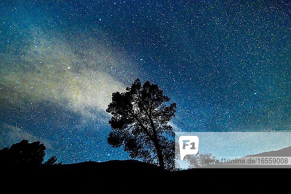 29. Januar 2020  PINNACLES NATIONAL PARK  SILANAS VALLEY  CA  USA - Blick auf einen einsamen Baum und den Nachthimmel mit Sternen am Pinnacles National Monument