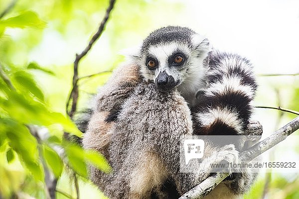 Ringelschwanz-Lemur (Lemur catta)  Anja Community Reserve  Region Haute Matsiatra  Madagaskar