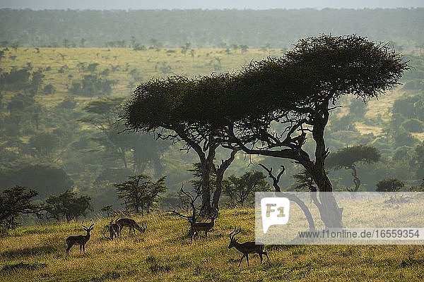 Impala unter Akazienbäumen bei Sonnenaufgang auf der El Karama Ranch  Laikipia County  Kenia