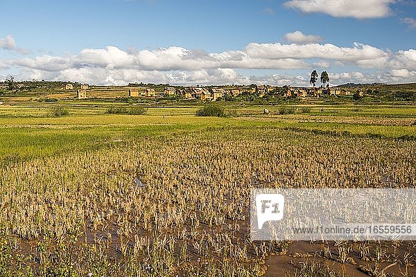 Reisfeldlandschaft im zentralen Hochland von Madagaskar bei Ambohimahasoa  Region Haute Matsiatra
