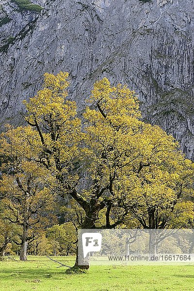 Ahorn (Acer) im Herbst  Großer Ahornboden  Eng  Karwendel  Tirol  Österreich  Europa