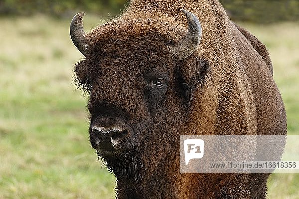 Wisent  Europäischer Bison (Bison bonasus)  Bulle  Tierporträt  Deutschland  Europa