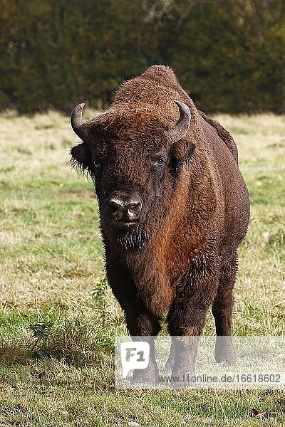 Wisent  Europäischer Bison (Bison bonasus)  Bulle  Deutschland  Europa