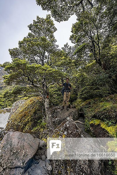 Hiker on Hiking Trail  Gertrude Saddle Route  Fiordland National Park  Southland  New Zealand  Oceania