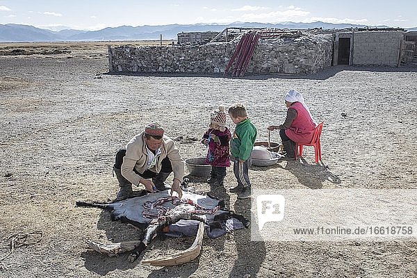 Spai Bashakhan  Oberhaupt einer Nomadenfamilie im Altai-Gebirge  Häuten einer Ziege  seine Frau putzt die Därme Provinz Olgii  Mongolei  Asien
