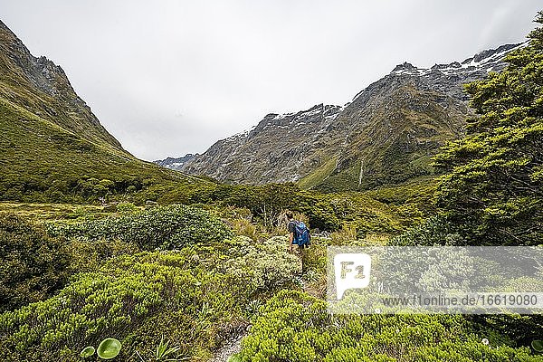 Hiker on trail to Gertrude Saddle  Fiordland National Park  Southland  New Zealand  Oceania