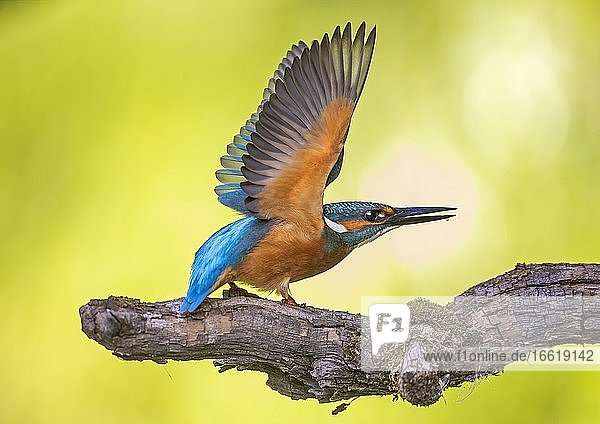 Common kingfisher (Alcedo atthis) Wing spreading sunrise Biosphere Reserve Mittelelbe Saxony-Anhalt Germany Europe