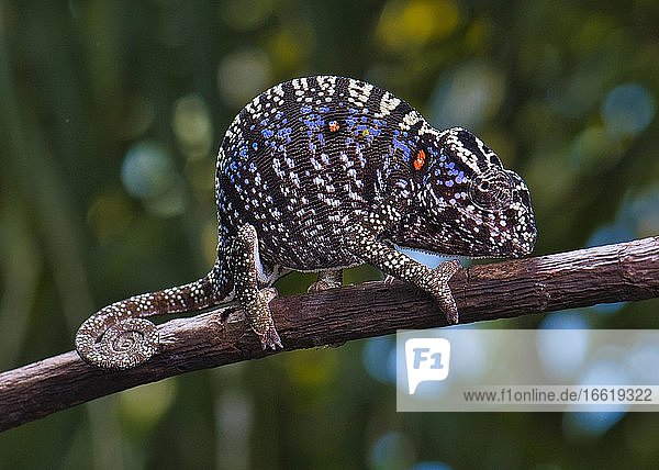 Chameleon female (Furcifer voeltzkowi) rediscovered after over 100 years Mahajanga Madagascar Africa