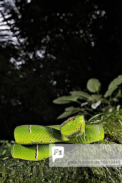 Vipère du temple. Tropidolaemus subannulatus. Celebes temple Pitviper. Amurang North Sulawesi. Indonesia