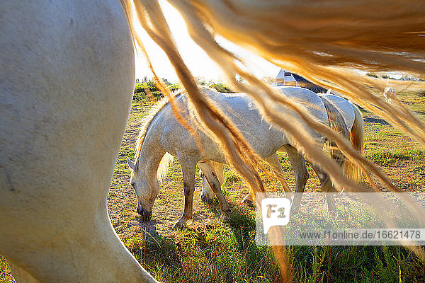 Pferd frisst Gras an einem sonnigen Tag