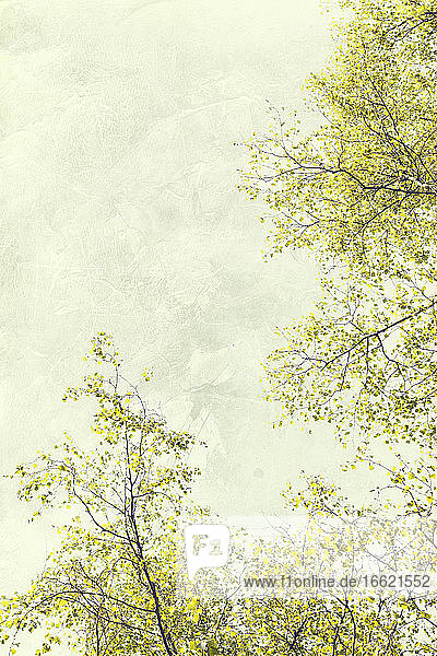 Die Baumkronen der Birken im Frühling