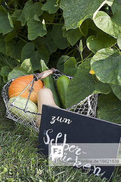 Selbstbedienungs-Informationsschild im Gras vor einem Korb mit frisch gepflückten Zucchinis