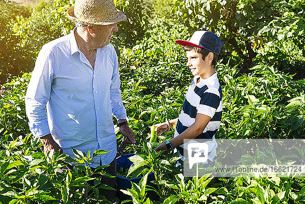 Boy with grandfather picking peppers in vegetable garden
