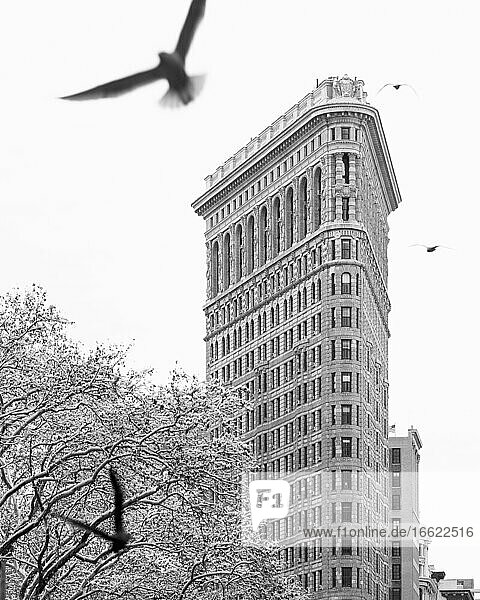 USA New York New York City Flatiron Building with bare trees covered with snow and bid in foreground bw
