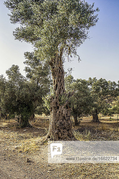 Alter Olivenbaum in Gortyn  Kreta  Griechenland