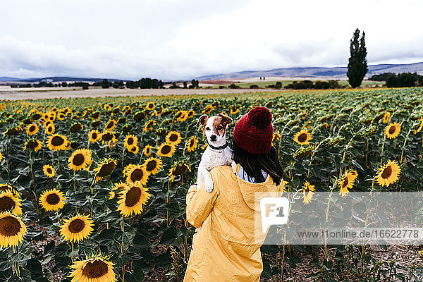 Junge Frau steht vor einem Sonnenblumenfeld mit einem Hund in den Händen