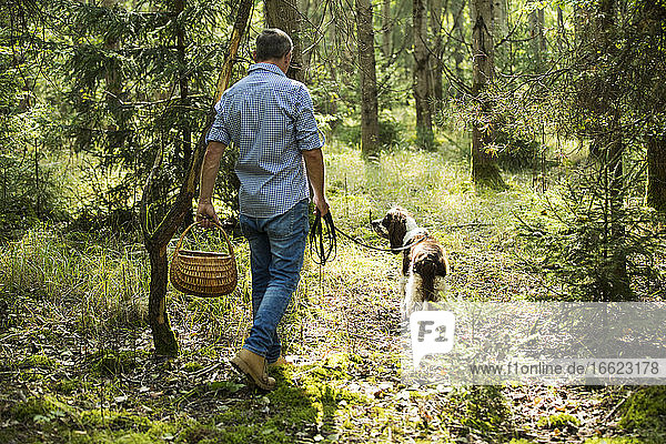 Älterer Mann geht mit Hund spazieren und sucht Pilze im Wald