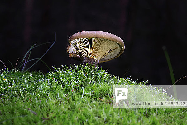 Brown mushroom growing on forest floor