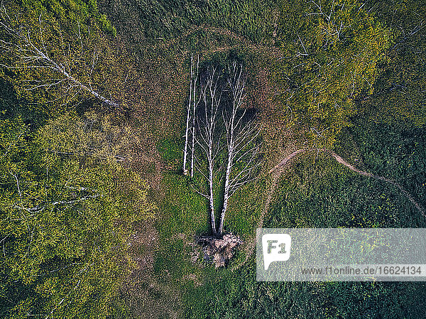 Luftaufnahme von umgestürzten beschädigten Bäumen im grünen Wald