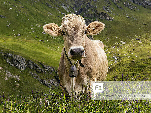 Porträt einer braunen Kuh mit Kuhglocke  die im Freien steht