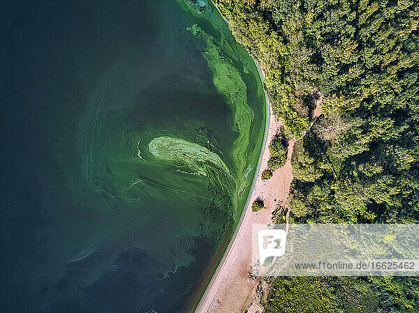 Aerial view of green algae growing on riverbank by trees