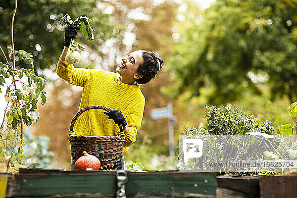 Lächelnde Frau  die Kohlrabi in der Hand hält  während sie an einem Korb im städtischen Garten steht