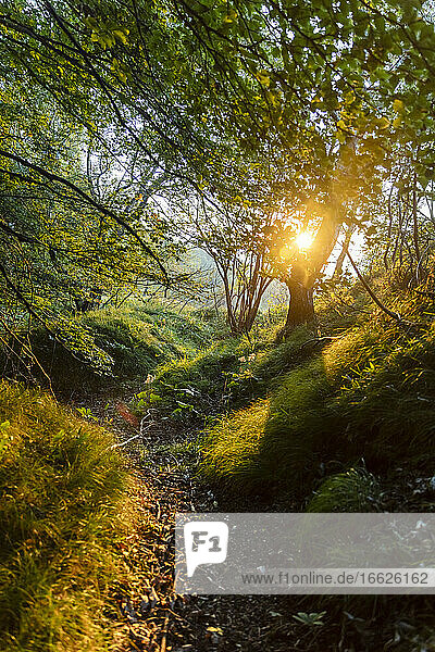 Sunlight seen through trees in forest at sunrise  Orobie  Lecco  Italy
