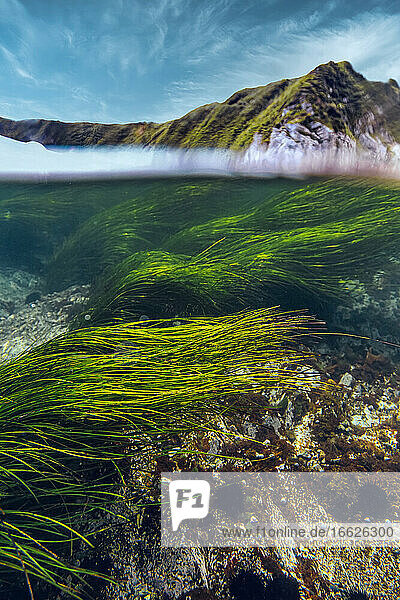 Seaweed under sea against mountain and sky