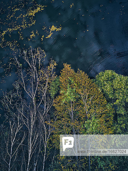 Directly above view of fallen trees floating on lake after storm