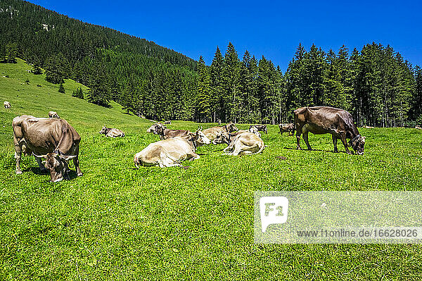 Rinder grasen und entspannen im Tannheimer Tal im Sommer