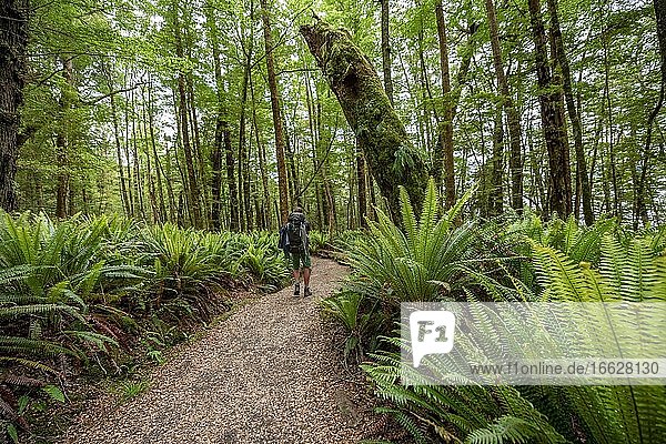 Hiker on trail through forest with ferns  temperate rainforest  Kepler Track  Fiordland National Park  Southland  New Zealand  Oceania