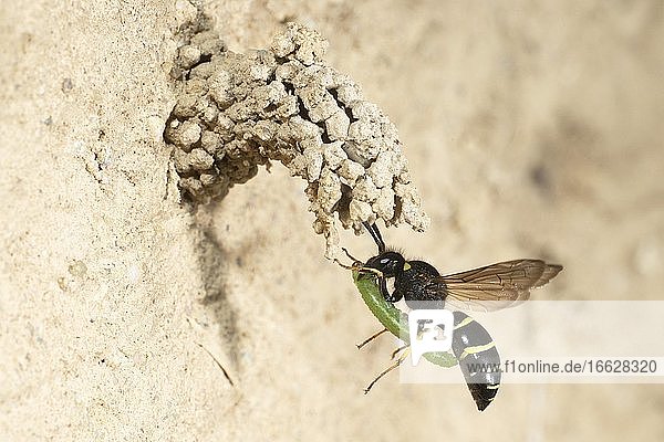 Chimney wasp approaching the cave with weevil larva Bielefeld-Ummeln North Rhine-Westphalia