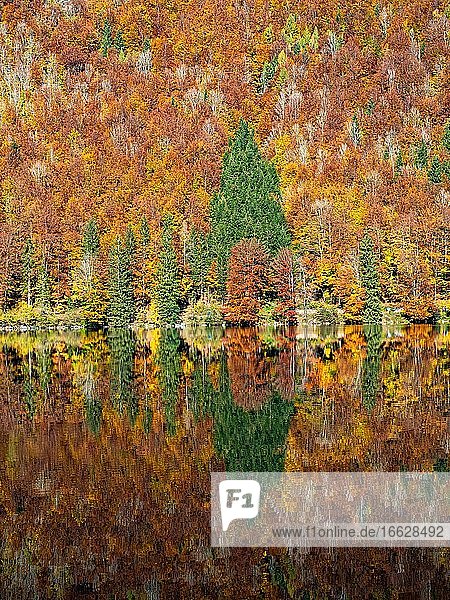 Herbstlich gefärbter Mischwald spiegelt sich  Vorderer Langbathsee  Salzkammergut  Oberösterreich  Österreich  Europa