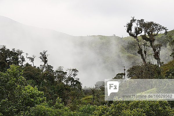 Wafts of mist in the jungle along the E50 road  near Catamayo  Loja Province  Ecuador  South America