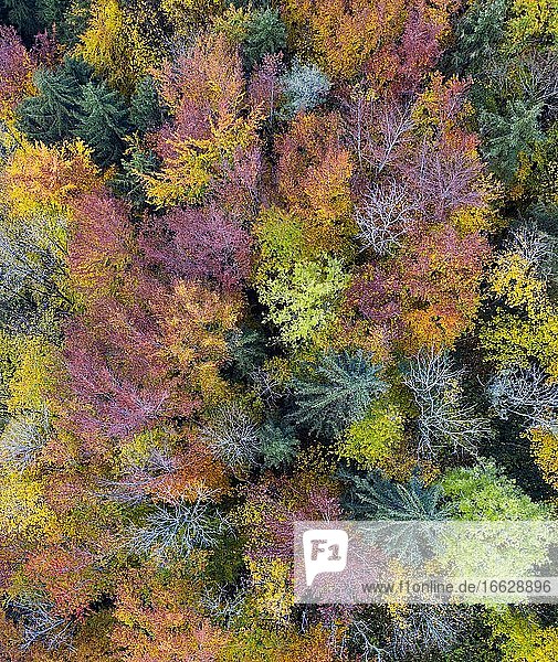 Herbstlich verfärbter Mischwald  Drohnenaufnahme  Luftaufnahme  Mondseeland  Salzkammergut  Oberösterreich  Österreich  Europa